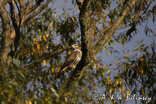 myszołów Buteo buteo