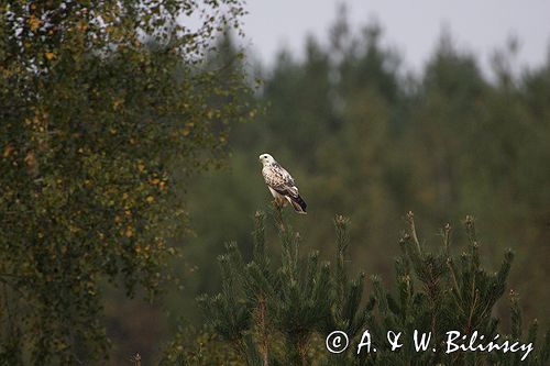 myszołów Buteo buteo