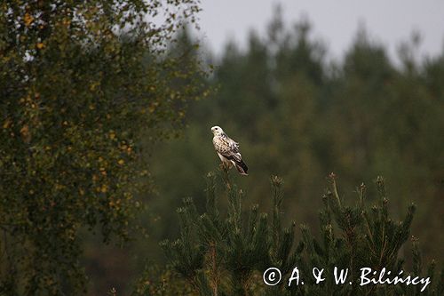 myszołów Buteo buteo