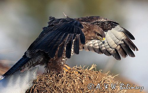 myszołów Buteo buteo