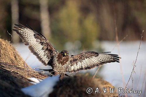 myszołów Buteo buteo