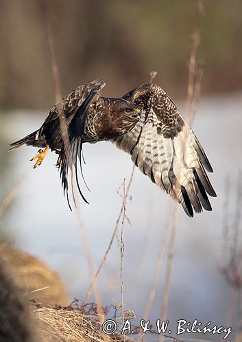 myszołów Buteo buteo