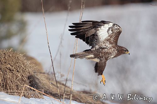 myszołów Buteo buteo