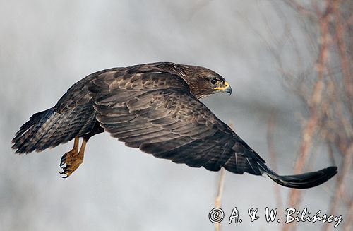 myszołów Buteo buteo