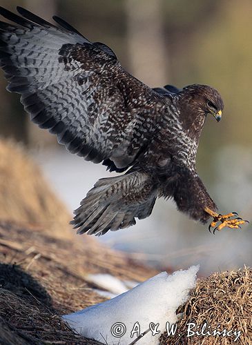 myszołów Buteo buteo