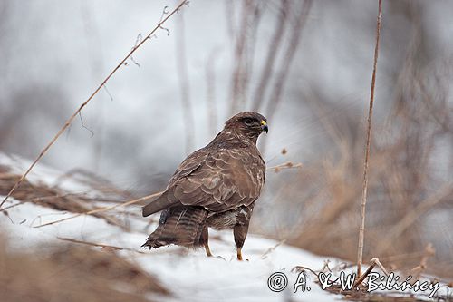 myszołów Buteo buteo