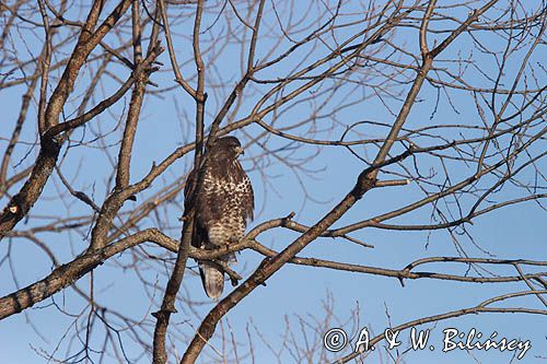 myszołów Buteo buteo