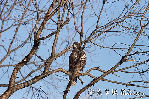 myszołów Buteo buteo