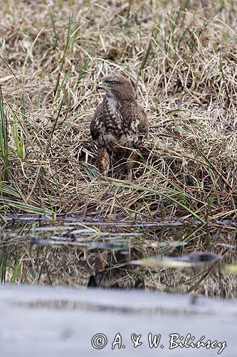 myszołów Buteo buteo