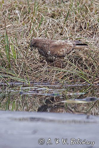 myszołów Buteo buteo