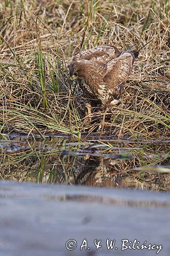 myszołów Buteo buteo