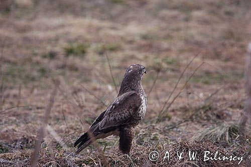 myszołów Buteo buteo