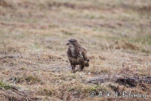 myszołów Buteo buteo