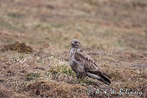 myszołów Buteo buteo