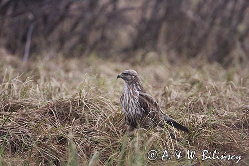 myszołów Buteo buteo