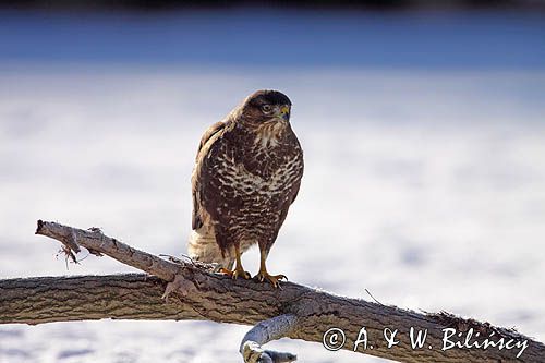 myszołów Buteo buteo