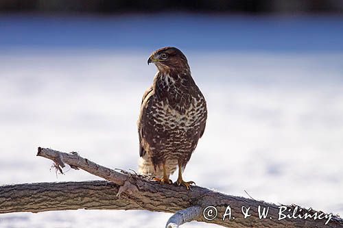 myszołów Buteo buteo