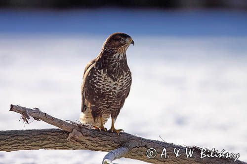 myszołów Buteo buteo