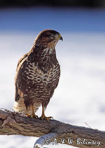 myszołów Buteo buteo