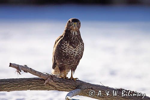 myszołów Buteo buteo