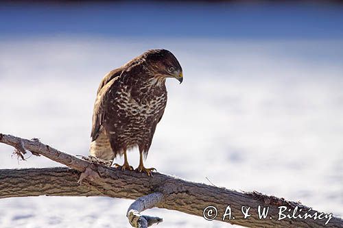 myszołów Buteo buteo