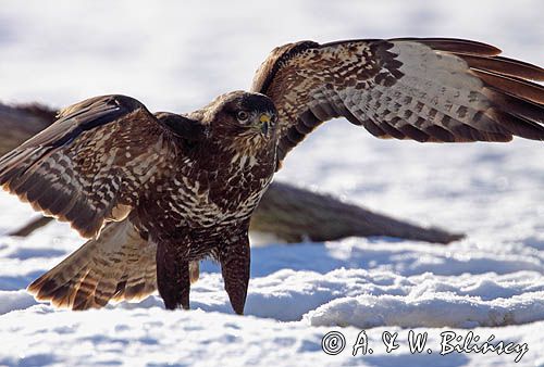 myszołów Buteo buteo