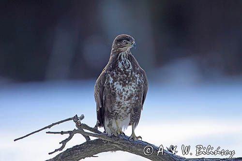 myszołów Buteo buteo