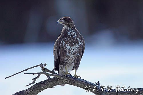 myszołów Buteo buteo