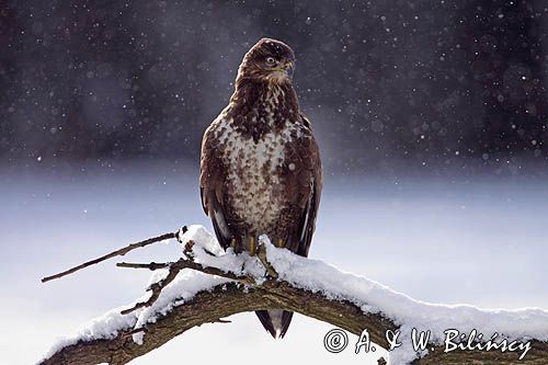 myszołów Buteo buteo