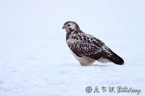 myszołów Buteo buteo