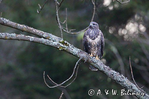 myszołów Buteo buteo