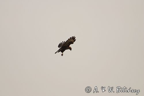 myszołów Buteo buteo