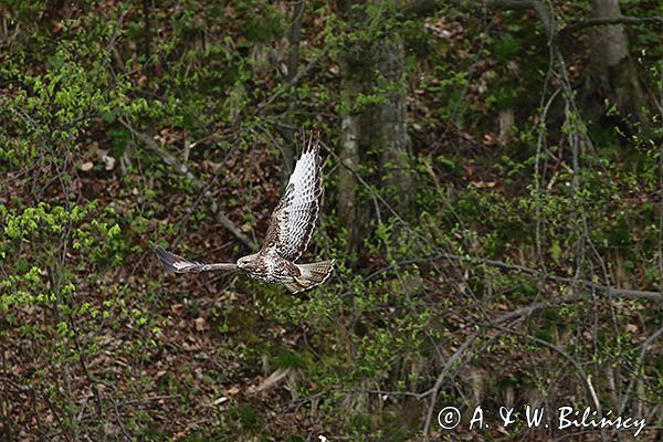 myszołów Buteo buteo