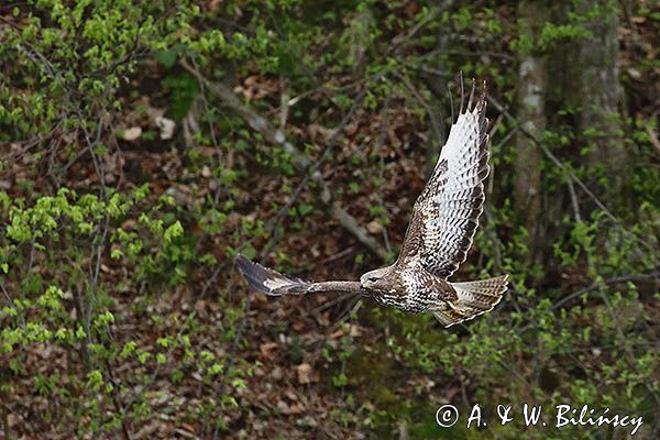 myszołów Buteo buteo