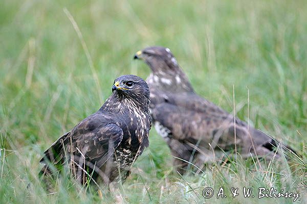 myszołów Buteo buteo