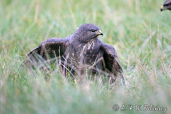 myszołów Buteo buteo