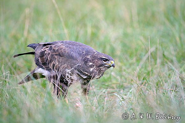 myszołów Buteo buteo