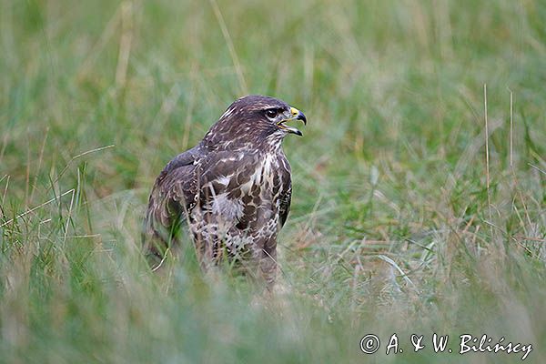 myszołów Buteo buteo