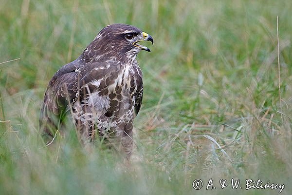 myszołów Buteo buteo