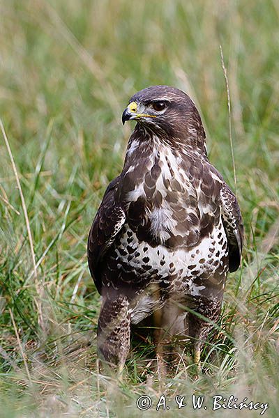 myszołów Buteo buteo