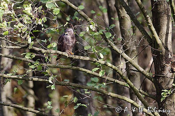 myszołów Buteo buteo