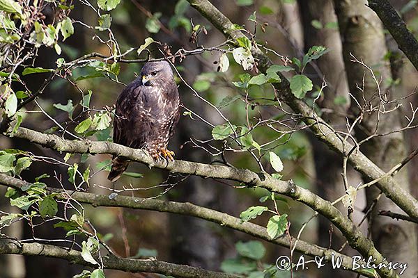 myszołów Buteo buteo