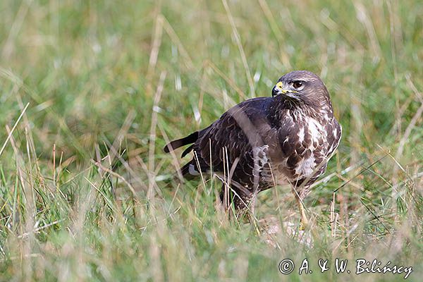 myszołów Buteo buteo