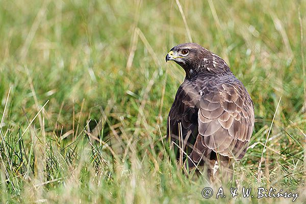 myszołów Buteo buteo