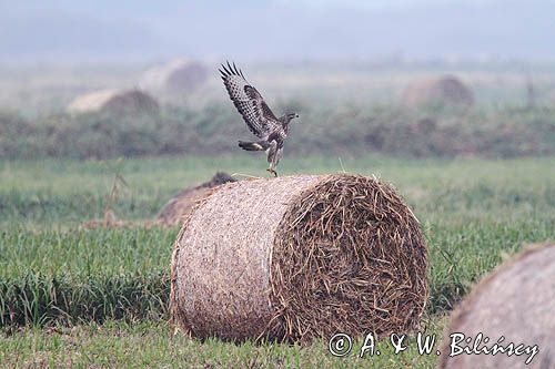 myszołów, buteo buteo, łąka nad Notecią