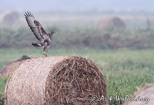 myszołów, buteo buteo, łąka nad Notecią