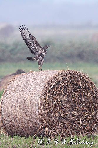 myszołów, buteo buteo, łąka nad Notecią