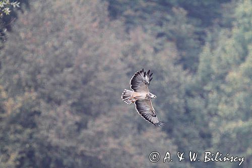 myszołów, buteo buteo, odmiana jasna