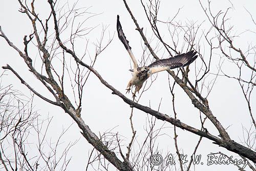 myszołów, buteo buteo, odmiana jasna