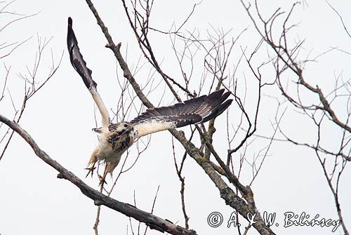 myszołów, buteo buteo, odmiana jasna